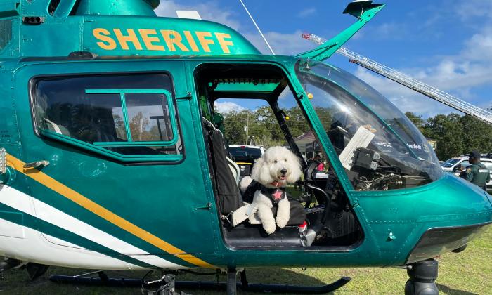 A white poodle, wearing a working harness, sits in the doorway of a Sheriff's helicopter on the ground at Francis Field
