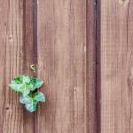 Fencing with ivy peeping through