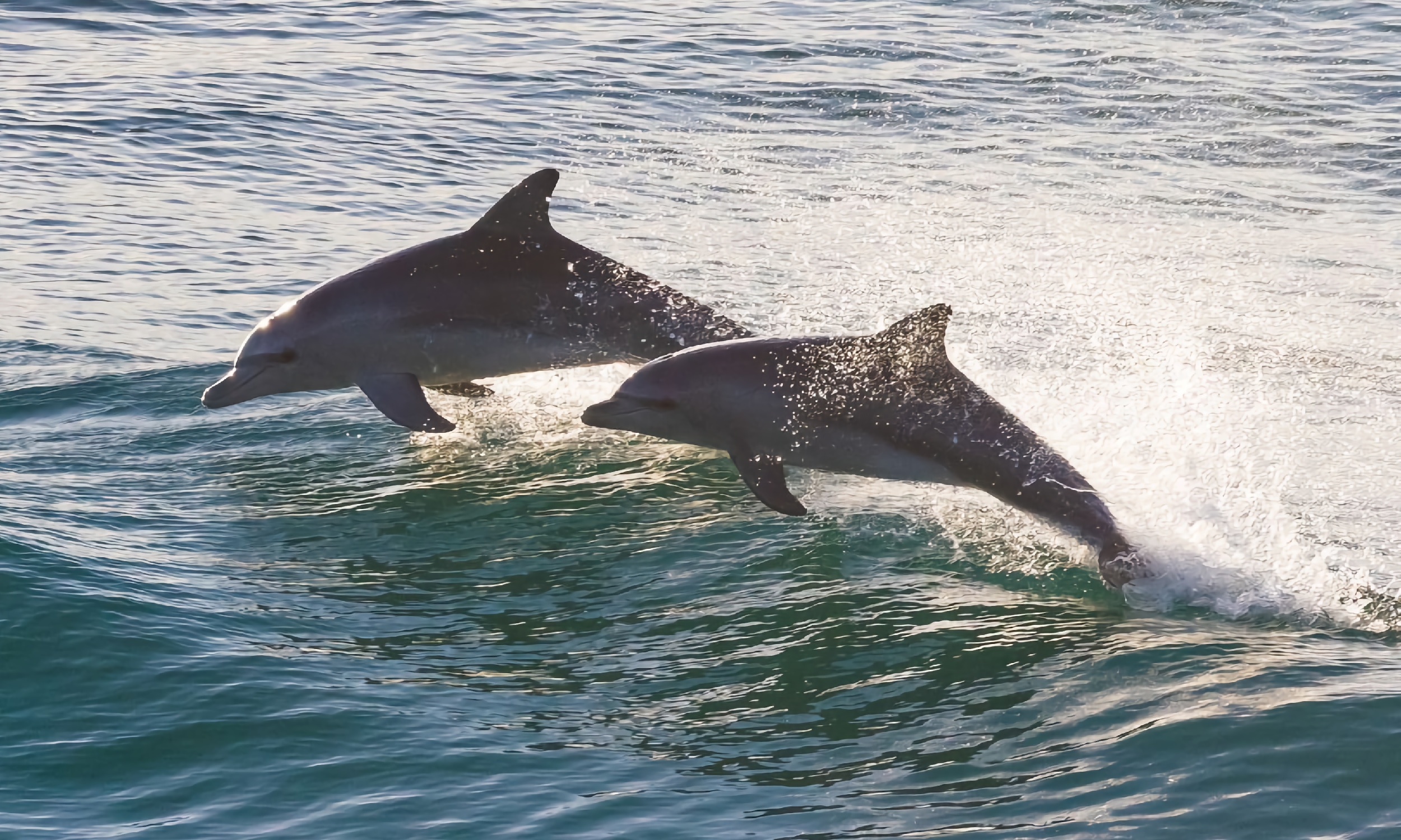 Two dolphins, leaping over the wake of a boat