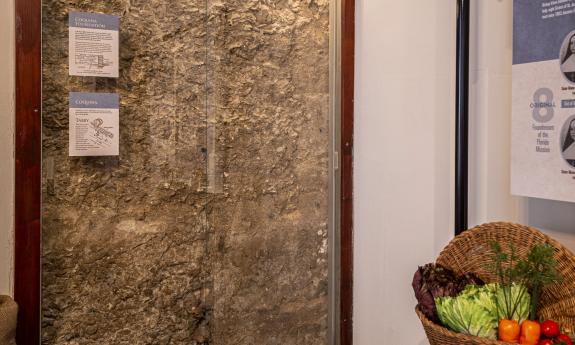 A display of the coquina foundation for the house