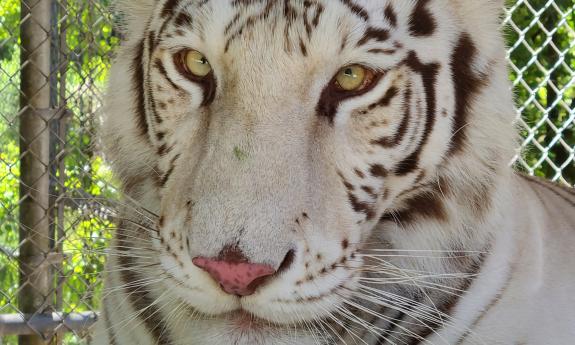 A close-up photo of a white tiger at a wild animal reserve