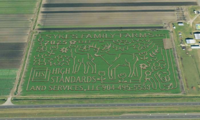 The above view of the crop maze in 2025