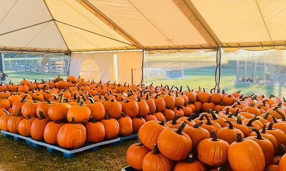 Pumpkins displayed inside a tent